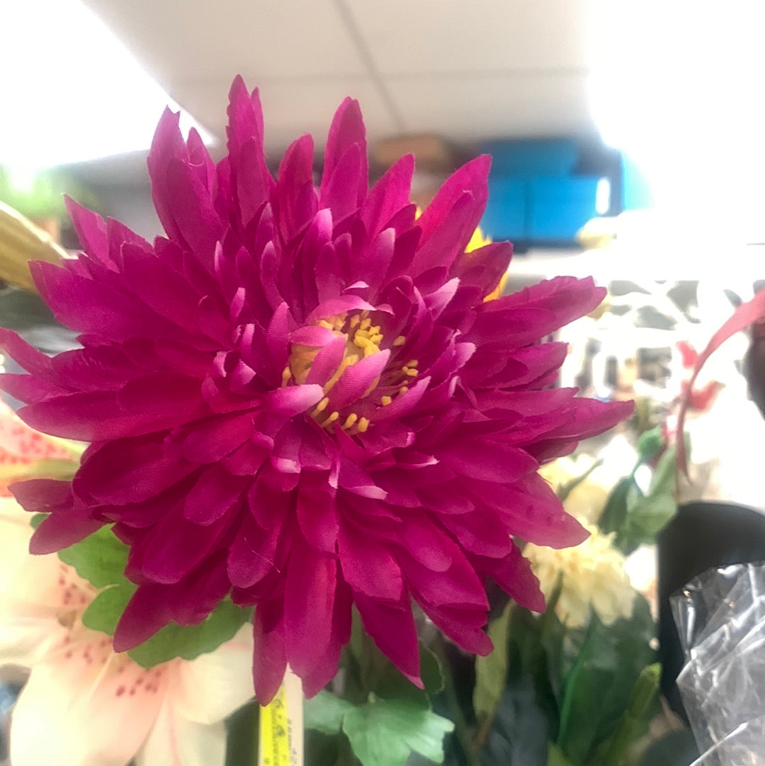 Chrysantimum asstd purple/fucshia 70cm