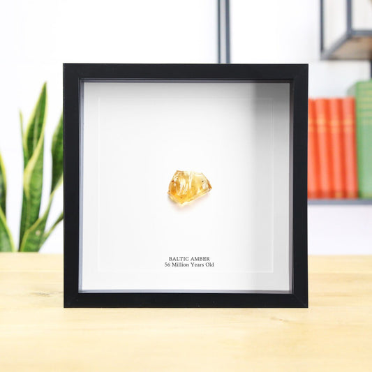 Amber Picture